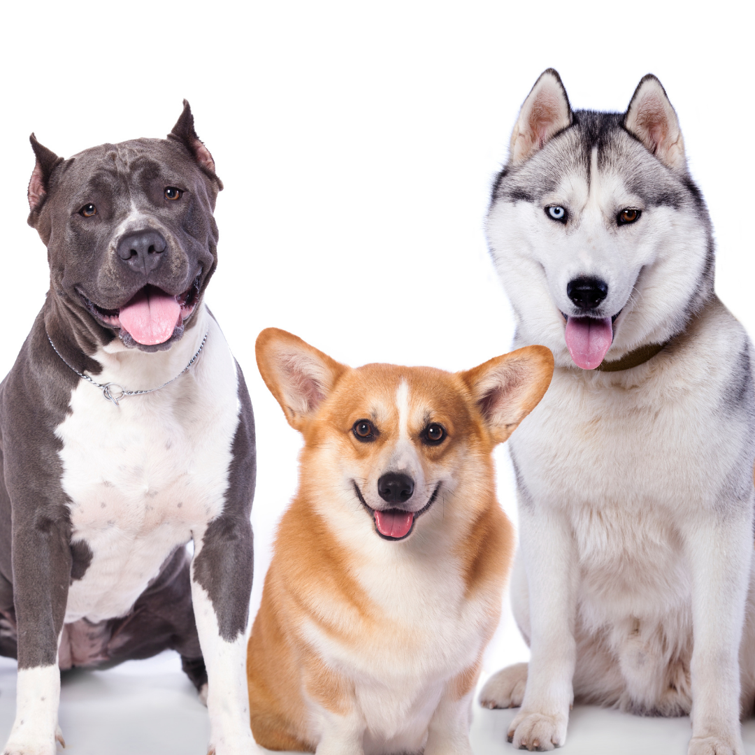 How Big do Siberian Huskies Get