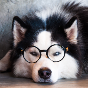 Are Huskies Smart