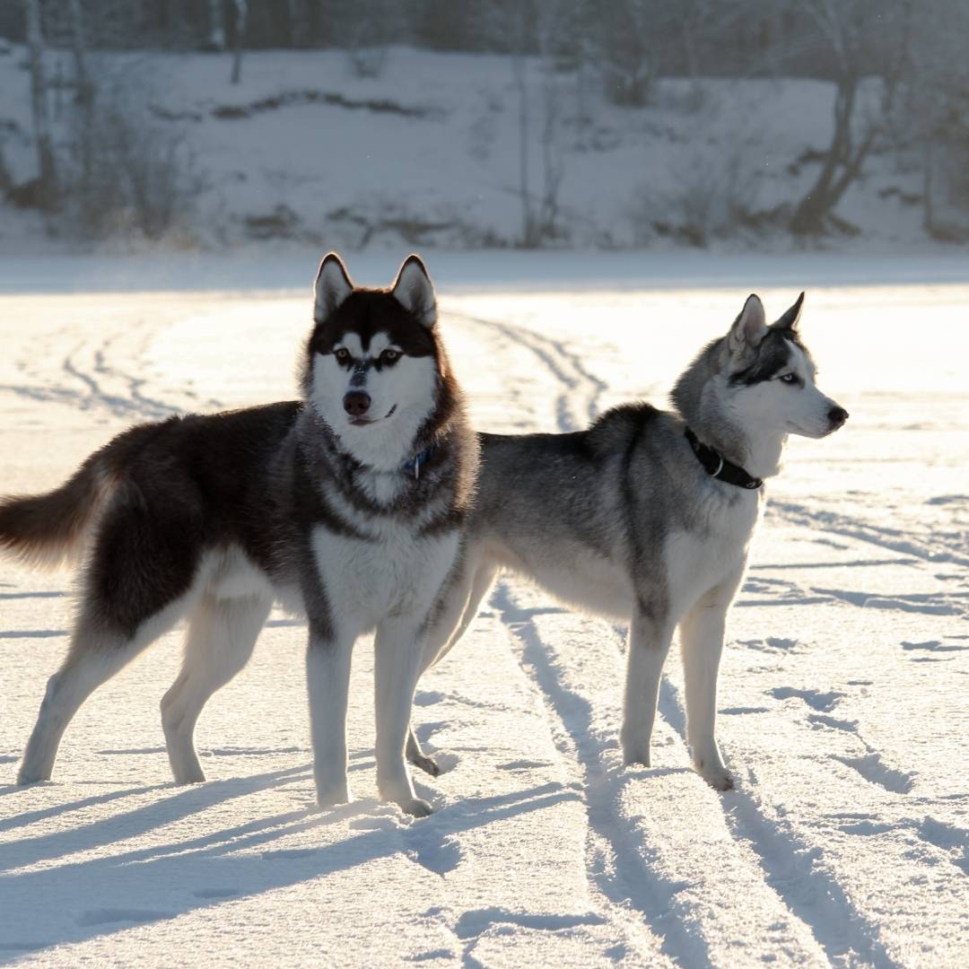 Siberian Husky & American Husky