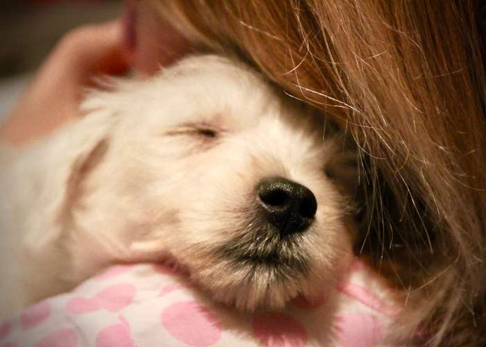 Questions and Answers About Fostering a Dog - resource