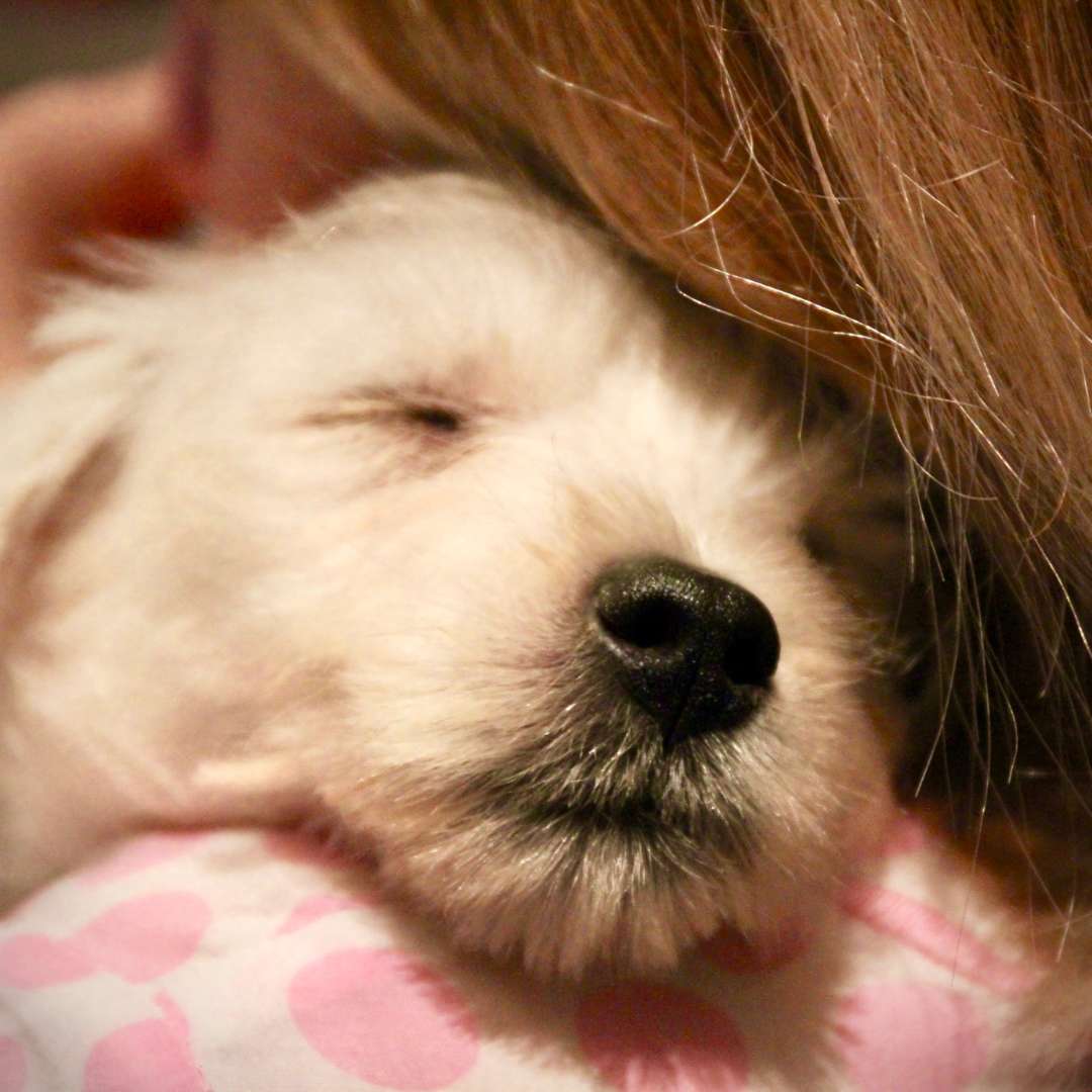 Questions and Answers About Fostering a Dog